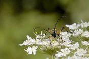 gevlekte smalbok (strangalia maculata)